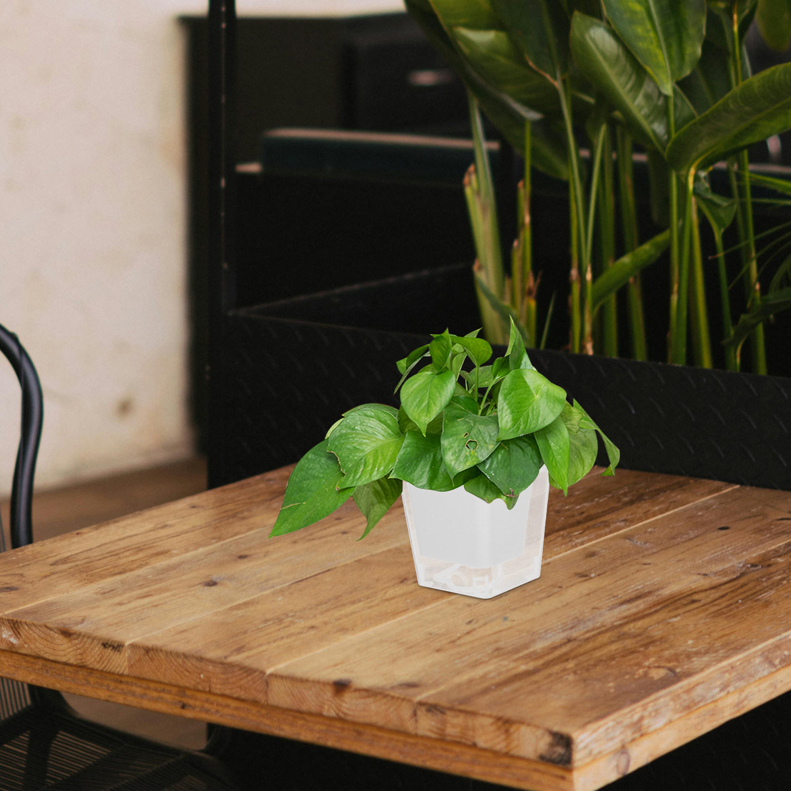 컴팩트한 발코니 화분, 자동 급수 기능이 있는 실내 화 - Self-Watering Planter 리뷰 및 가격