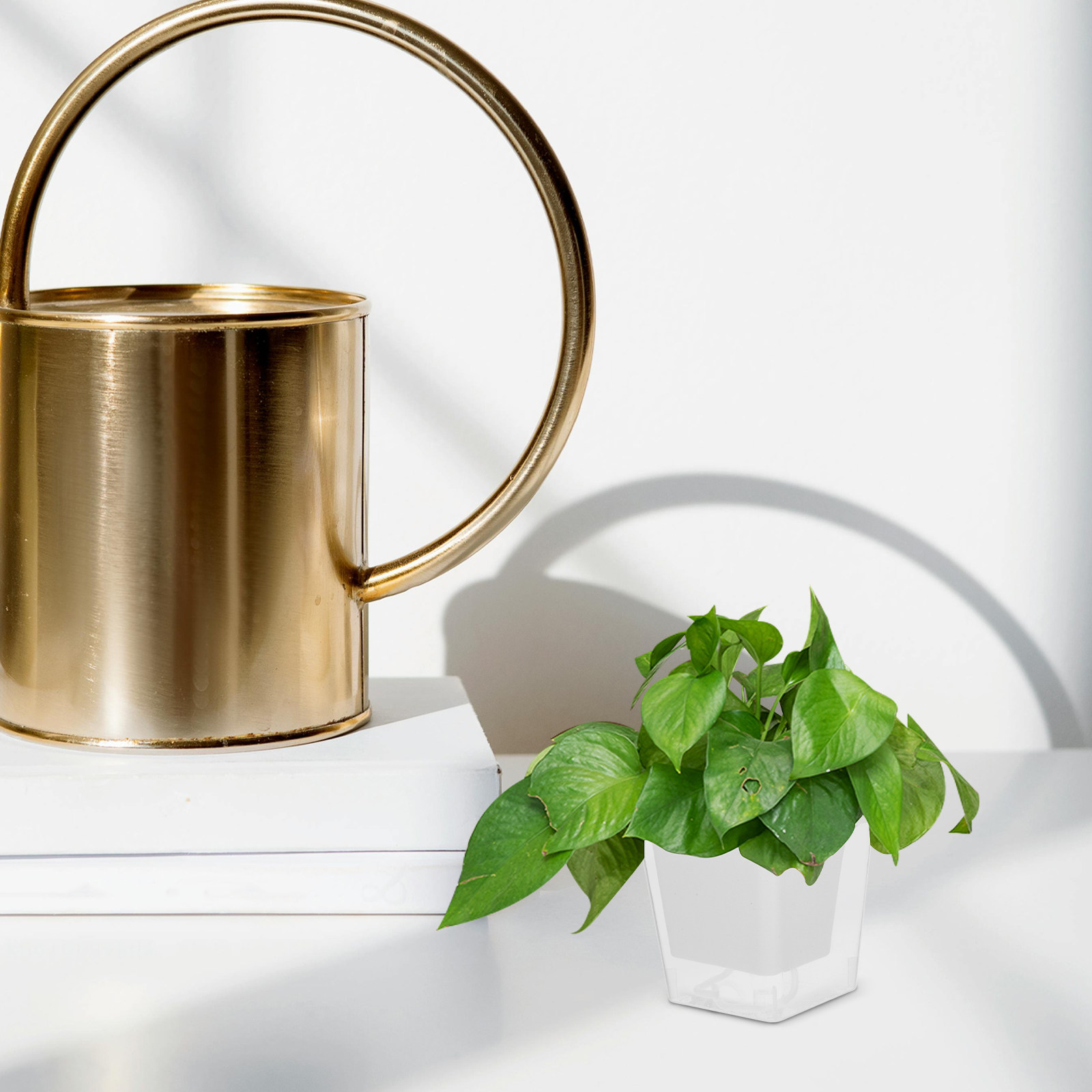 컴팩트한 발코니 화분, 자동 급수 기능이 있는 실내 화 - Self-Watering Planter 리뷰 및 가격
