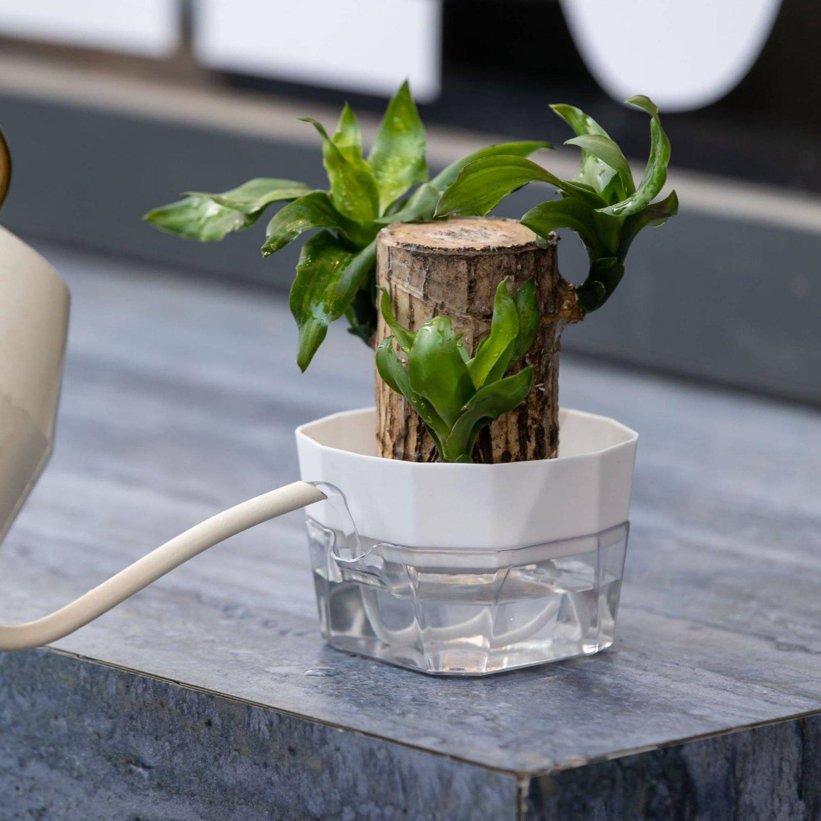 수경재배 화병 2단 자동 급수 화분 투명 PET 재질  - Self-Watering Planter 리뷰 및 가격