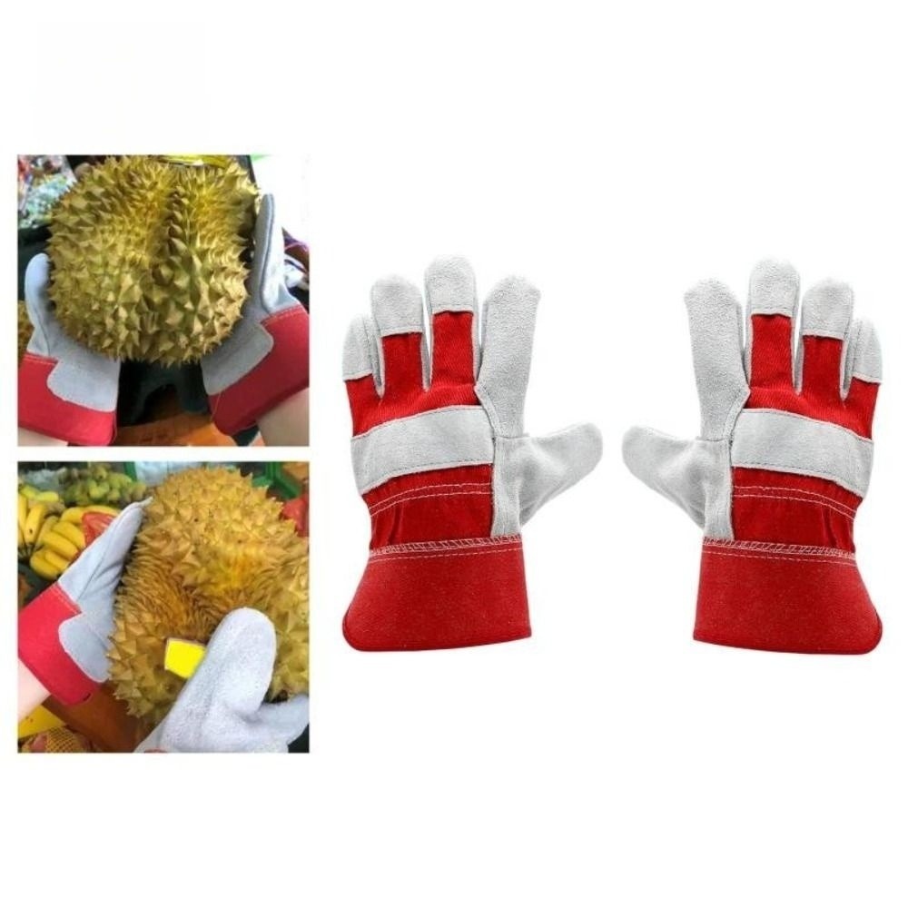 1-5개 투명 식물 발아컵 수경 재배 씨앗 화분 재사용 - Seed Starter Trays 리뷰 및 가격