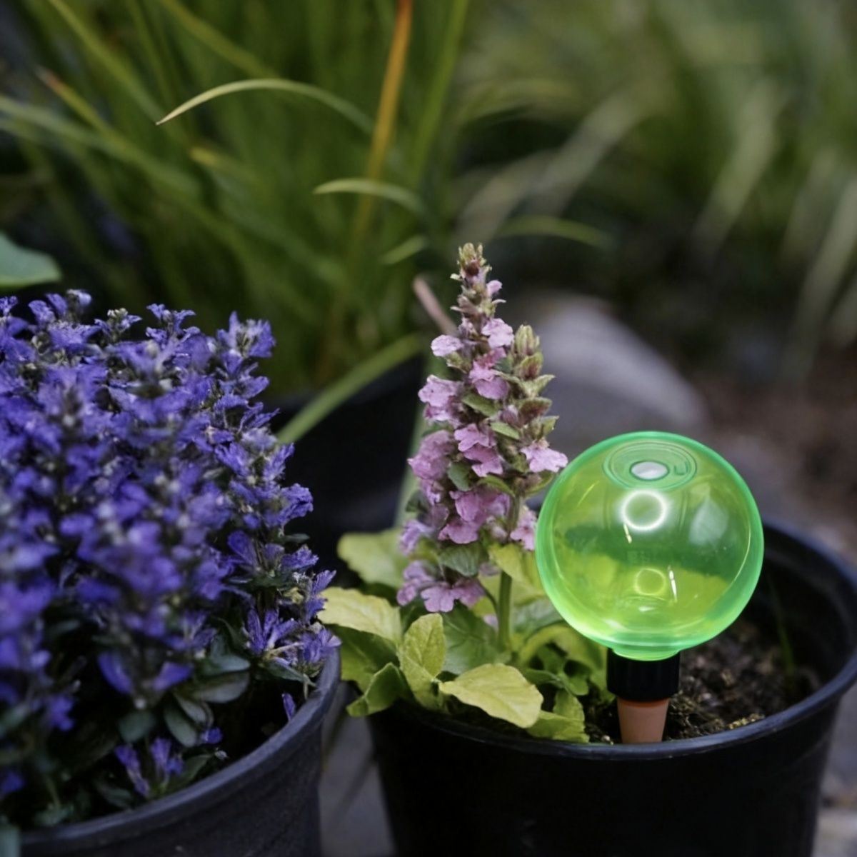 3개 대형 식물 자동 급수 글로브 플라스틱 물병 자동  - Self-Watering Planter 리뷰 및 가격